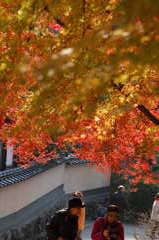 秋月紅葉#4