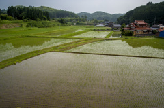 田植済