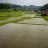 田植済