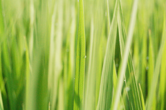 里帰り