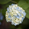 あじさい