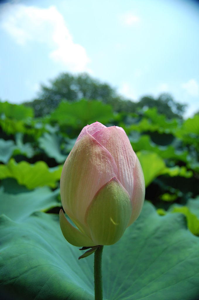 花言葉は「雄弁」