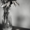 DSC_7377