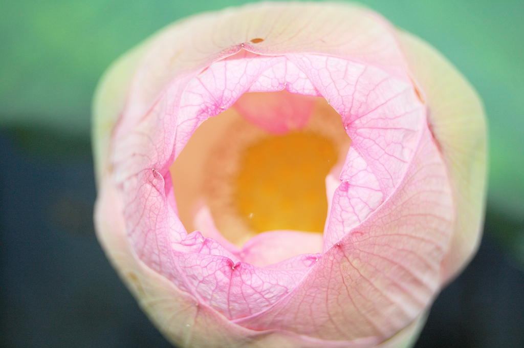 花開く