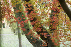秋月紅葉#2