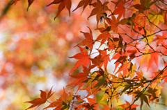 秋月紅葉