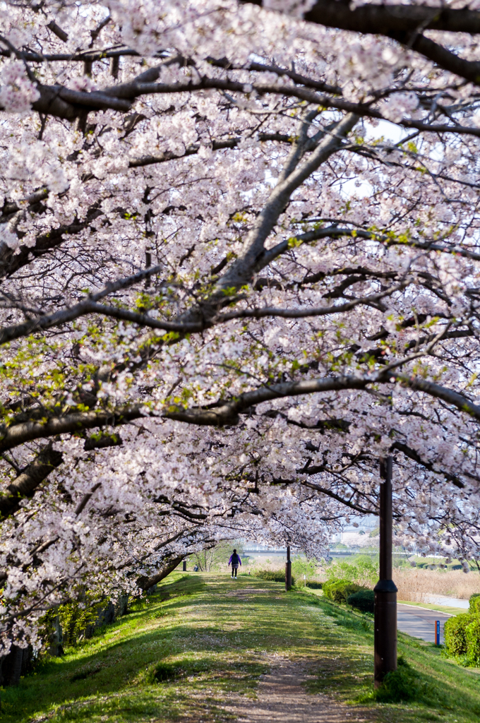 桜道