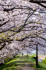 桜道