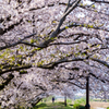 桜道