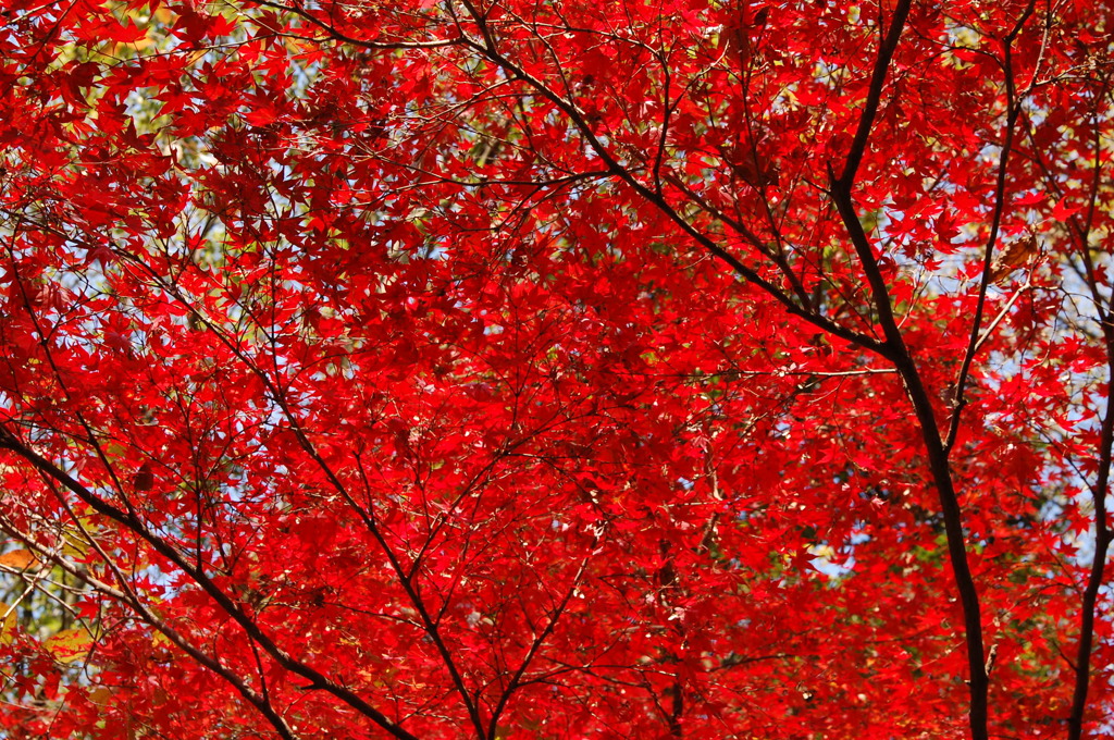 秋月紅葉#3
