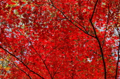 秋月紅葉#3