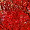 秋月紅葉#3