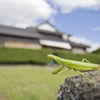 かまきりの冒険