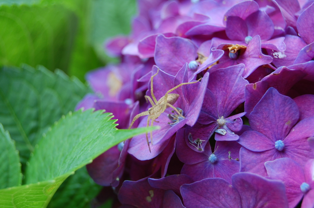 紫陽花とろうとおもったら