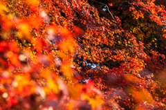 地元で紅葉ハント