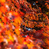 地元で紅葉ハント