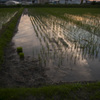 梅雨の夕方