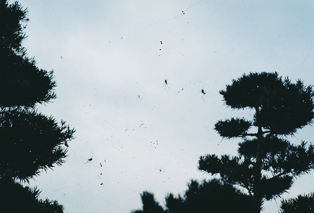 蜘蛛の巣