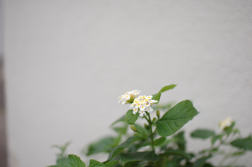 小さい花だなー