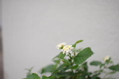 小さい花だなー
