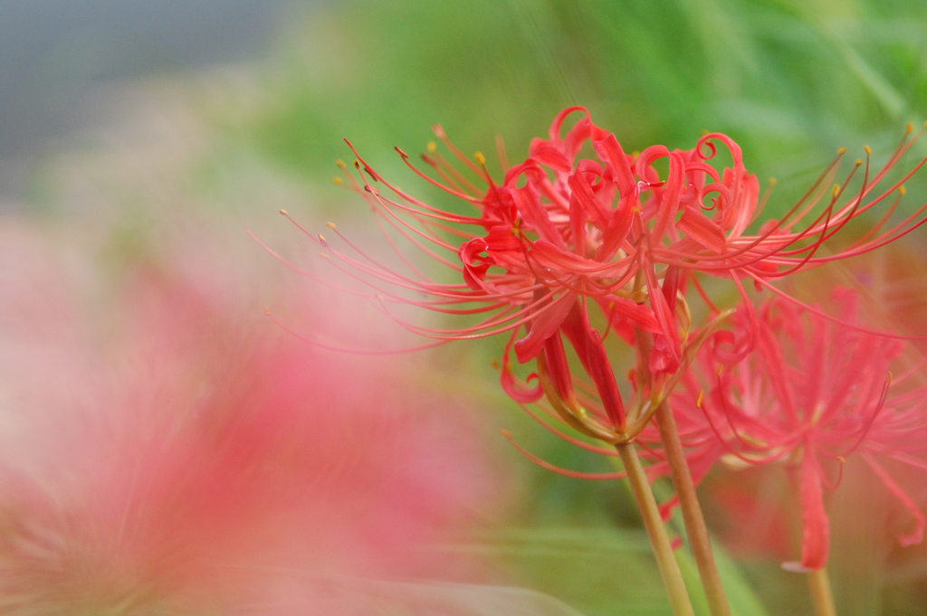 彼岸花#2