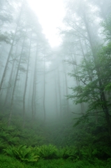 Forest of fog #3