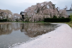 安養寺枝垂れ桜