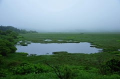 雨の湿原散策１