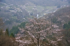 桜仙峡#3