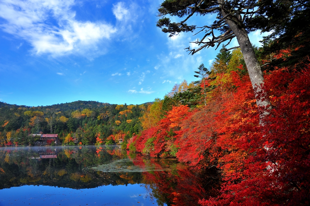 白駒池紅葉