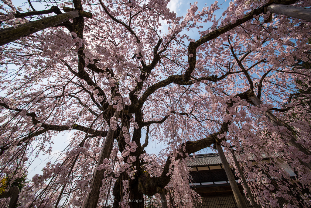 桜シャワー
