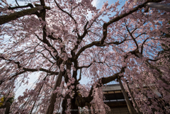 桜シャワー