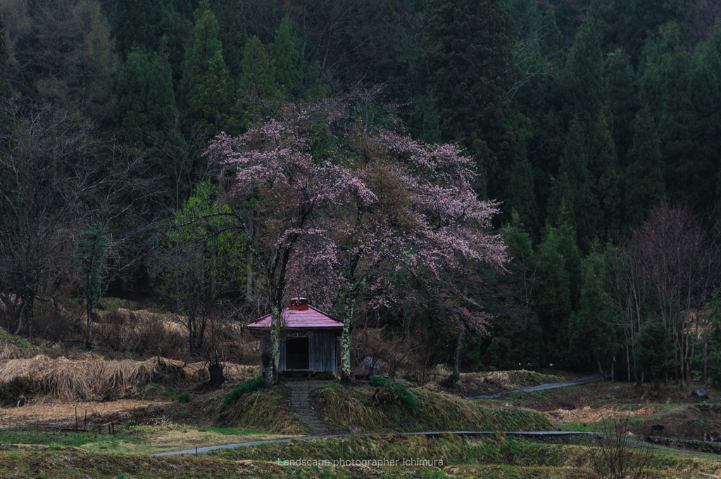 山里の桜