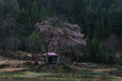 山里の桜