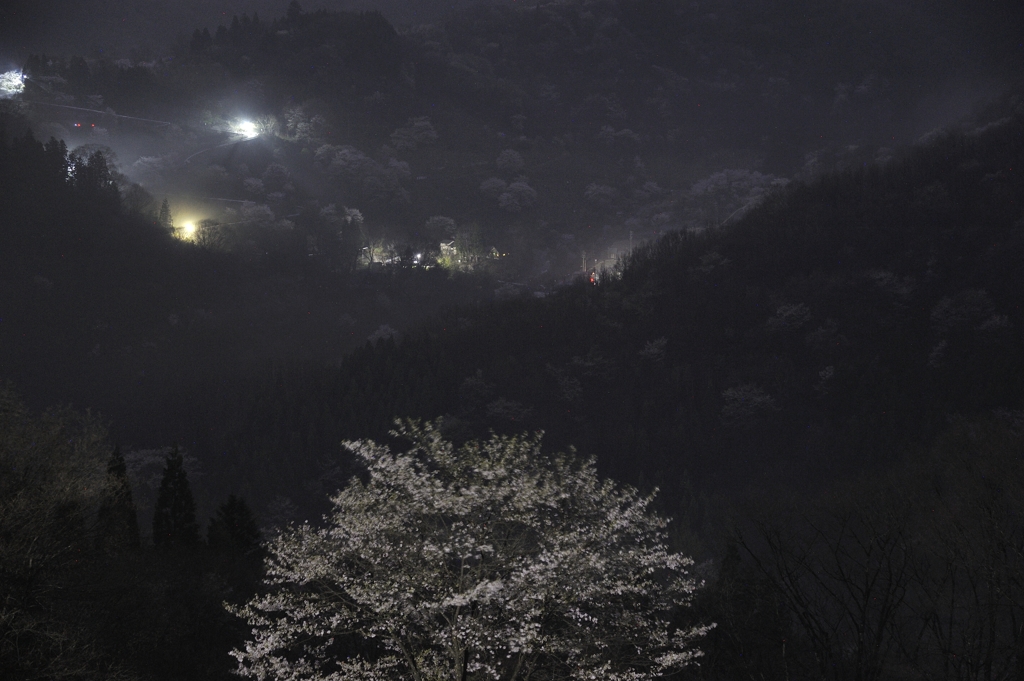 暗闇に浮かぶ桜仙峡#1