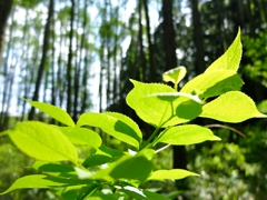 新緑の森１
