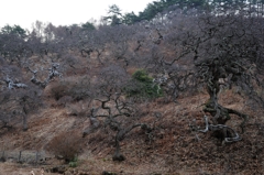 しだれ栗公園