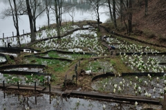 水芭蕉園全景
