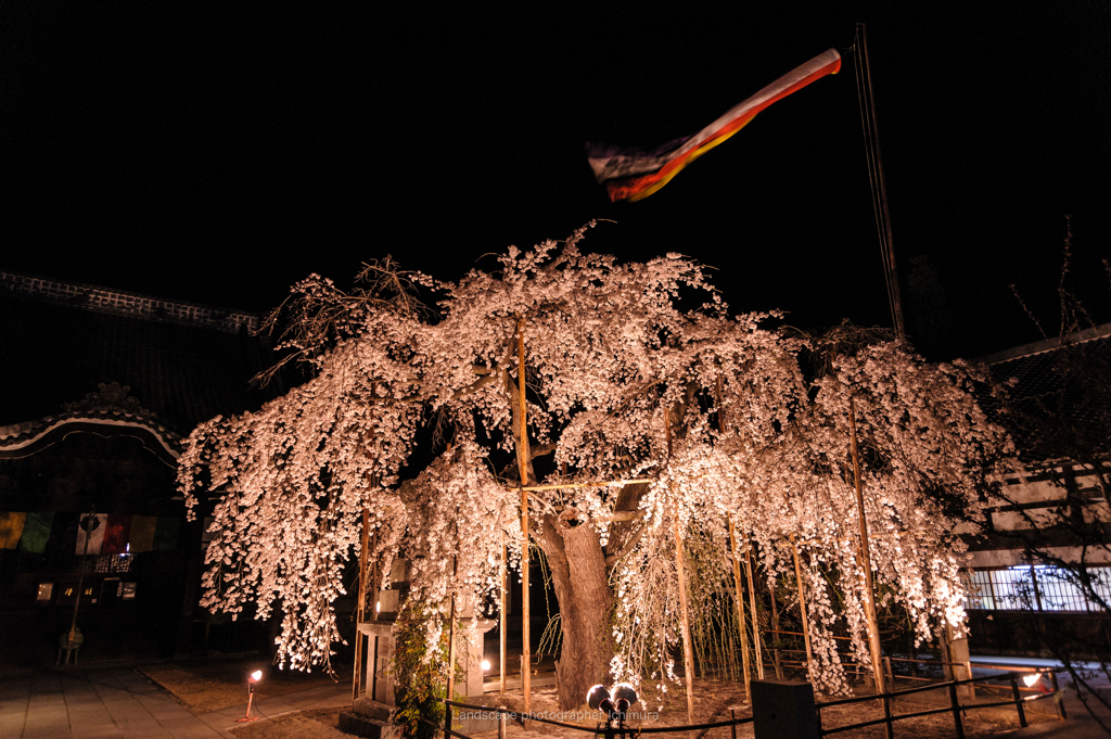 夜桜と吹き流し