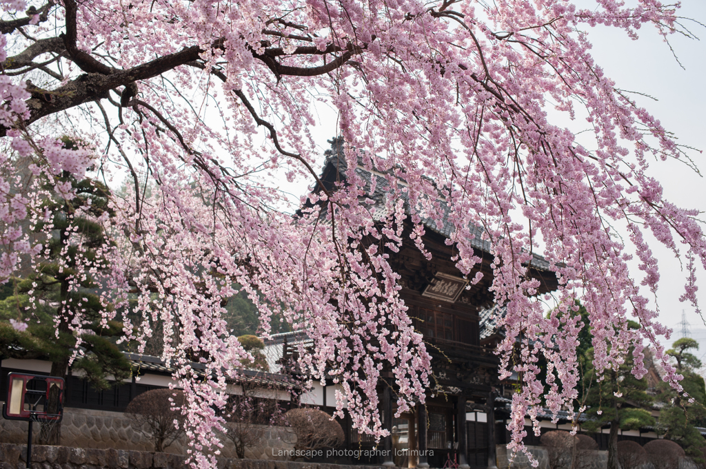 南信州のsakura満開