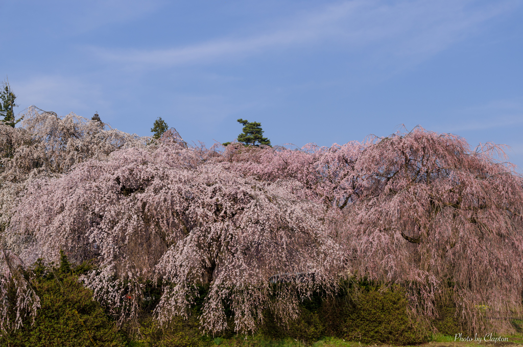 安養寺＜桜＞