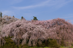 安養寺＜桜＞