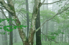 Fog