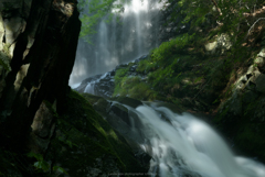 木漏れ日の情景