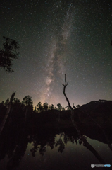 木々も仰ぐ星空