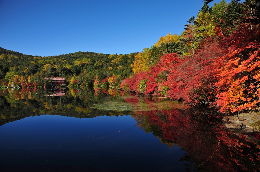 2014白駒池紅葉　D700 Ver.