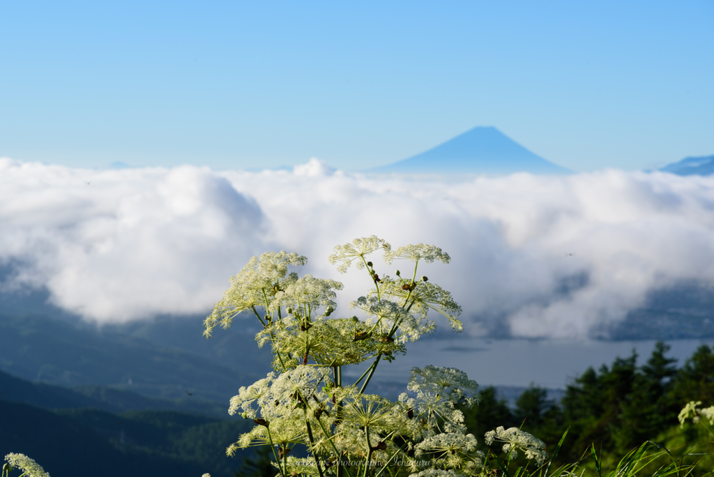 高原の夏