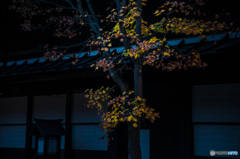宿場の紅葉