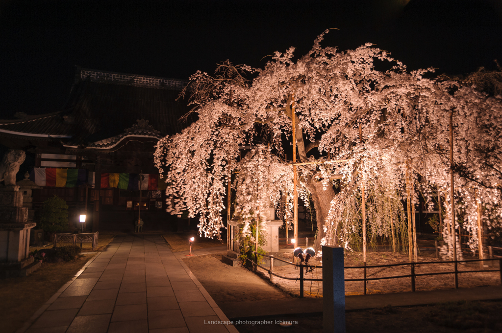 寺と垂れ桜