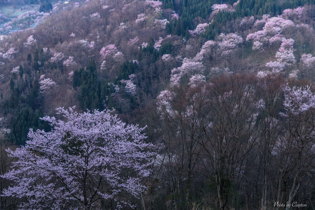 春色の山